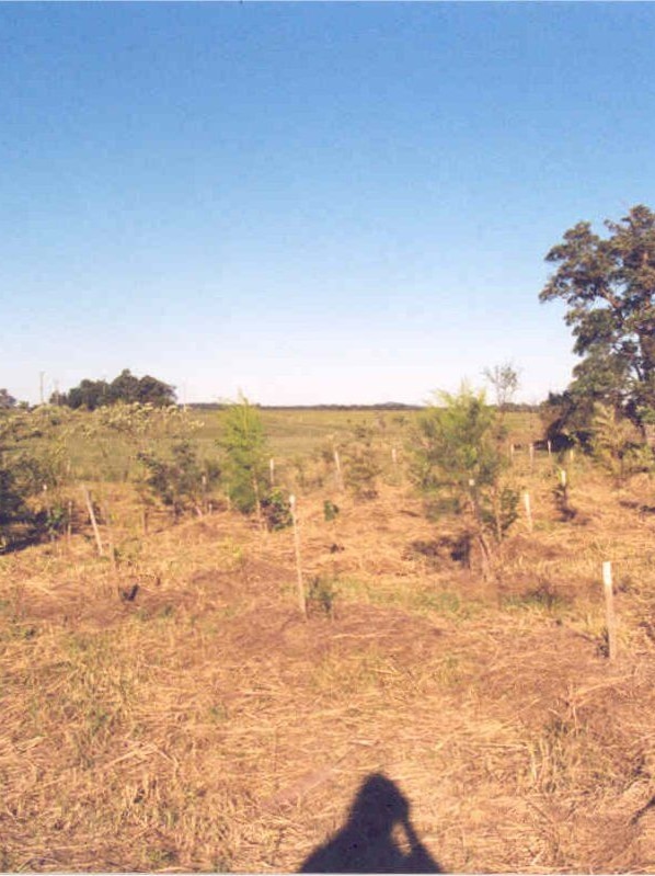 A brown landscape with a few new seedlings planted.