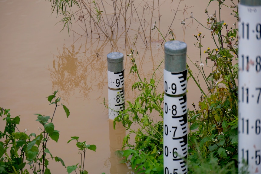 Three water gauges with numbers on them surrounded by weeds and river water. 