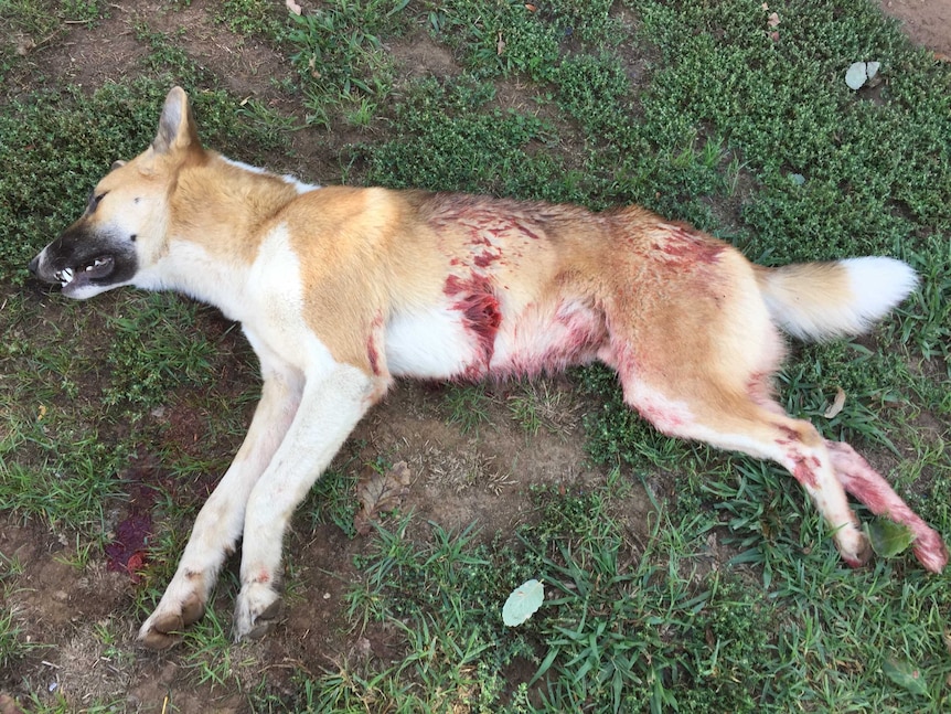 A dead wild dog in the NSW Snowy Mountains near Talbingo.