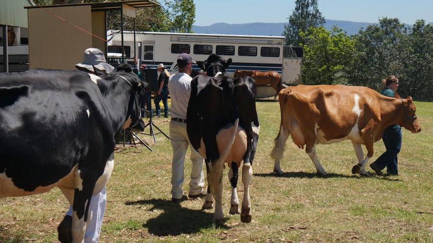 A line of dairy cattle at the Albion Park Show near Wollongong.