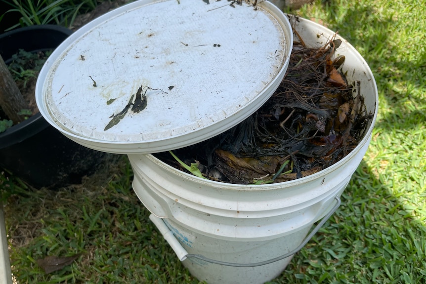 A white paint bucket filled with decomposing plants floating on water.
