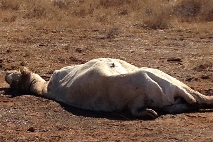 Experts yet to identify cause of cattle deaths