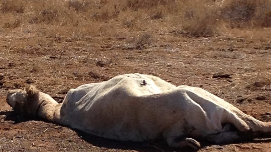 Experts yet to identify cause of cattle deaths