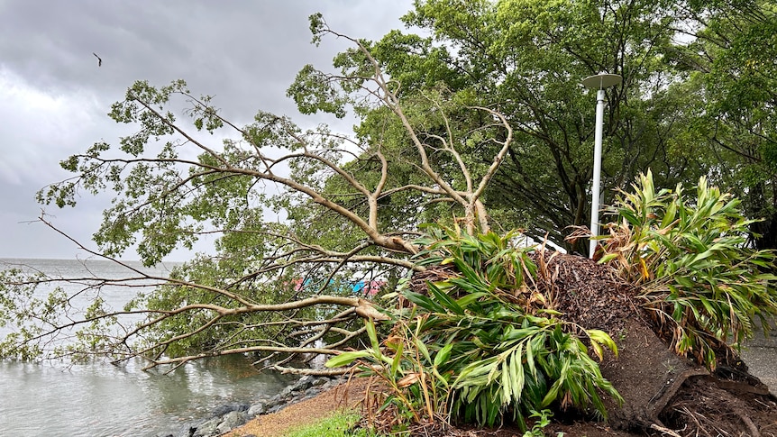 A large tree has fallen on the Cairns Esplanade as wind gusts pick up