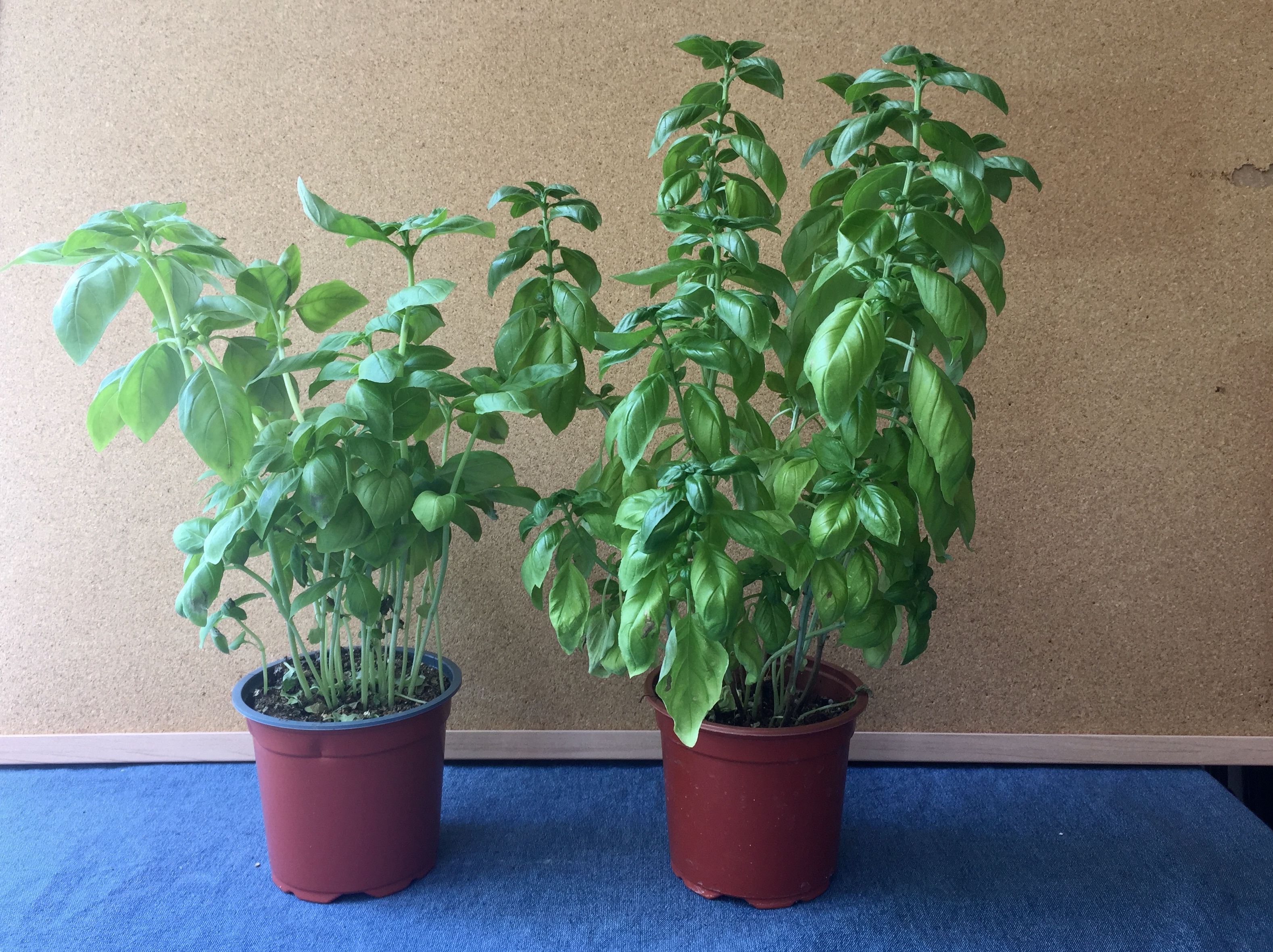 Two basil plants in small pots next to each other. The plant on the right is slightly larger than the plant on the left.