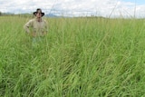A man stands in a paddock of giant rats tail grass.