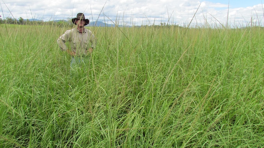 A man stands in a paddock of giant rats tail grass.