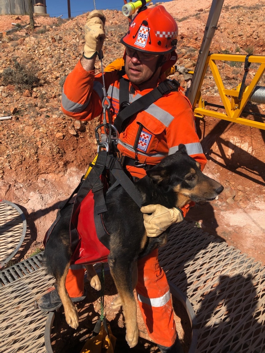‘Very happy’ dogs rescued from 12-metre mine shaft in Coober Pedy