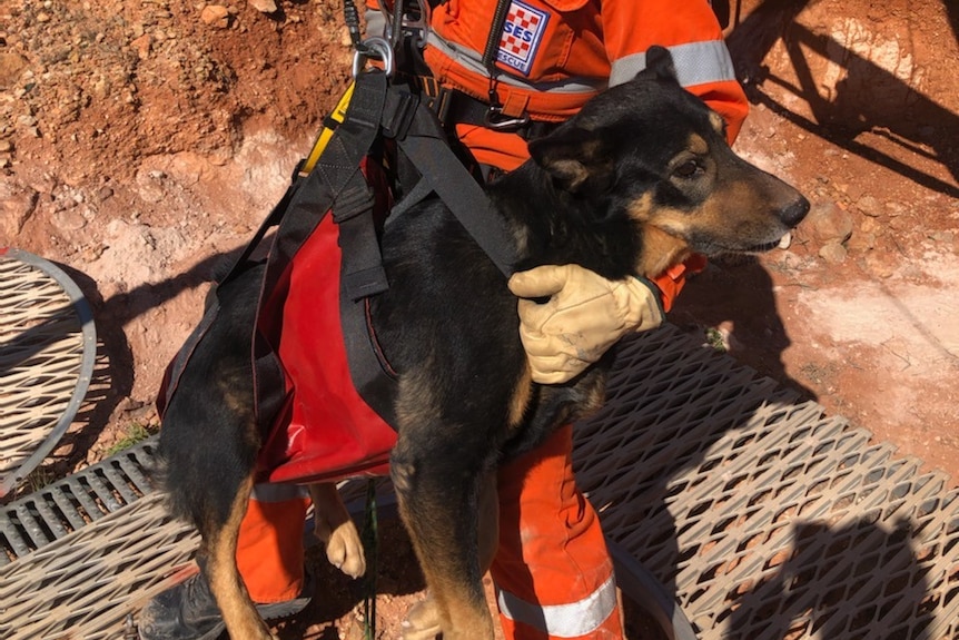 A man wearing an SES outfit and helmet lifts a dog in a harness out of a hole