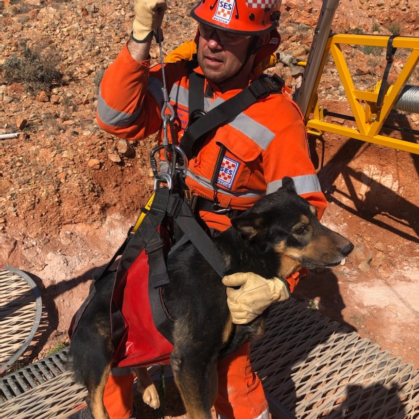 A man wearing an SES outfit and helmet lifts a dog in a harness out of a hole