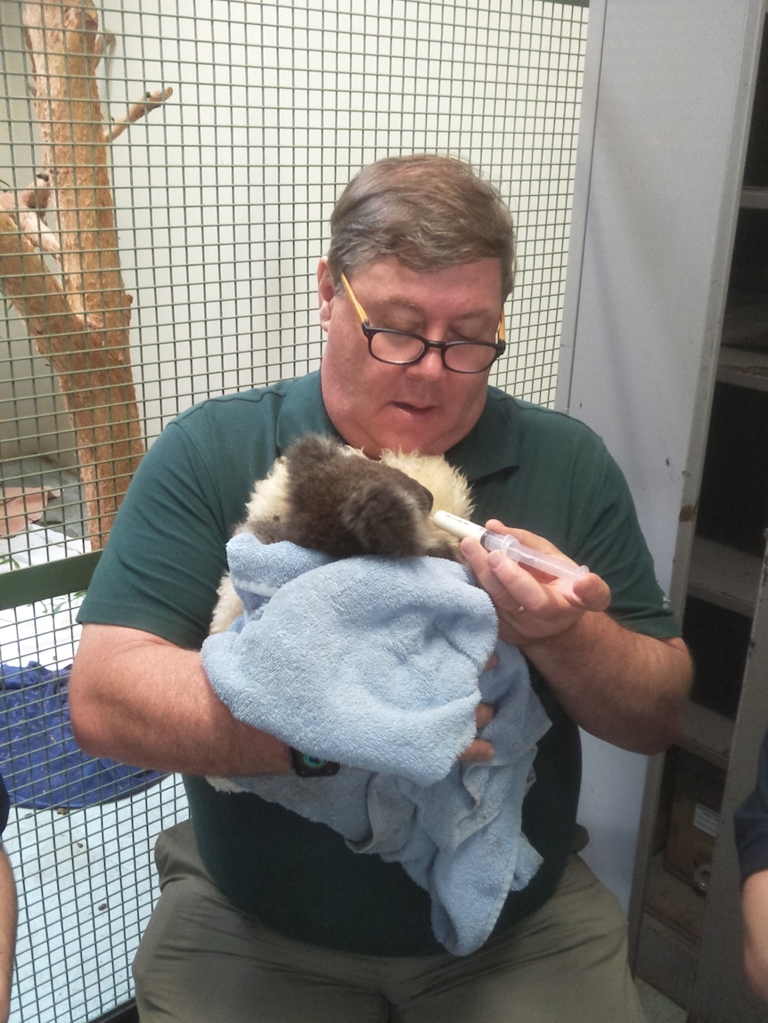 feeding a koala via test tube