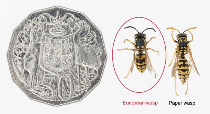 How to identify a European wasp from a paper wasp.