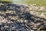 thousands of dead fish at a river bank