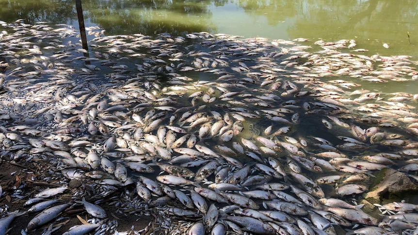 Dead fish float on the surface of a murky green river.