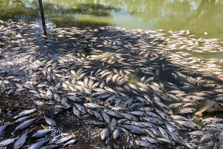 Dead fish float on the surface of a murky green river.