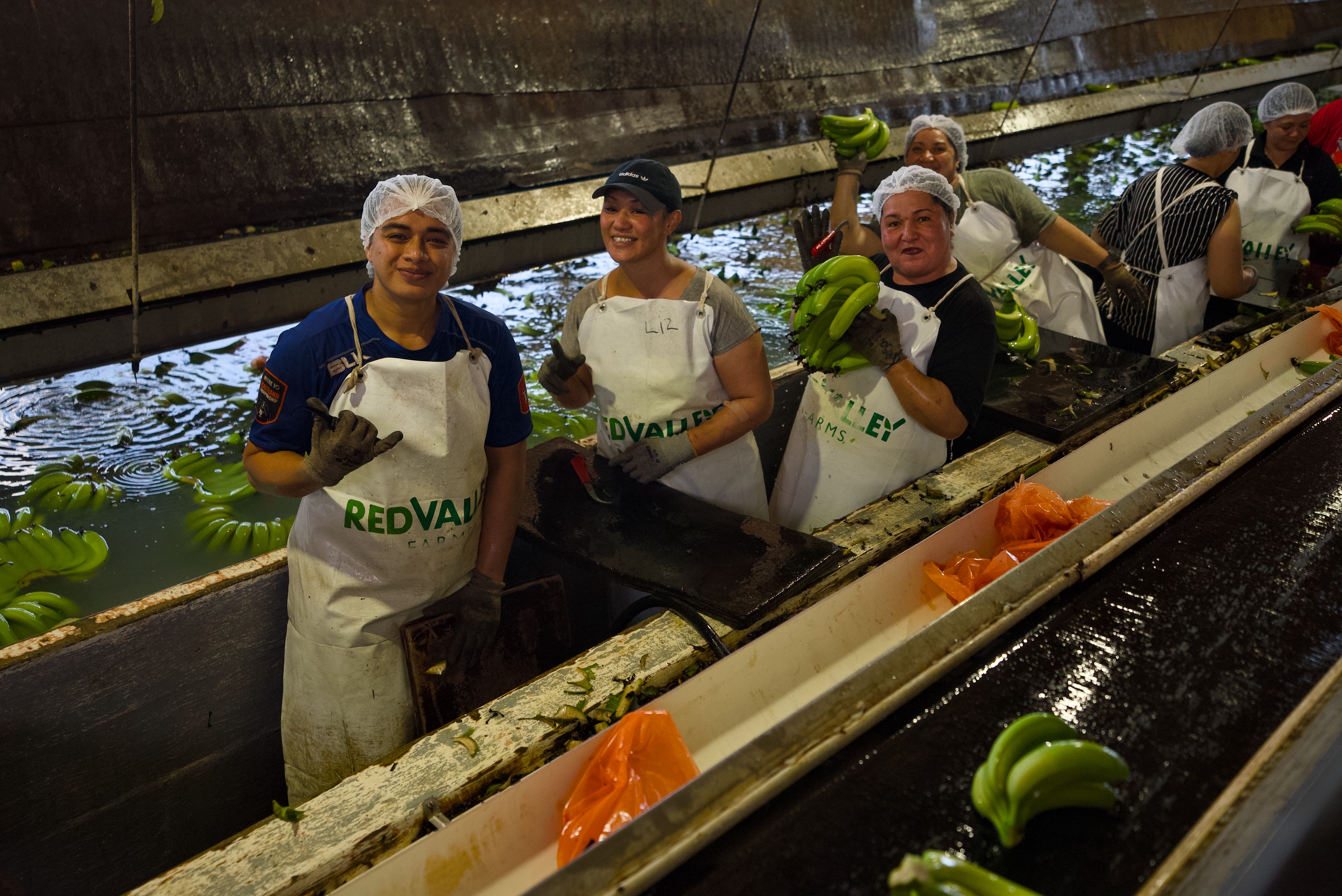 Trabajadores con redecillas y delantales se encuentran junto a una cinta transportadora que transporta plátanos verdes en un cobertizo de embalaje.