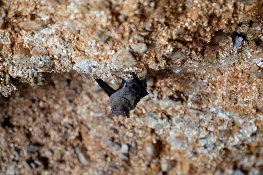 A dark-coloured microbat hanging upside down from a cave ceiling.