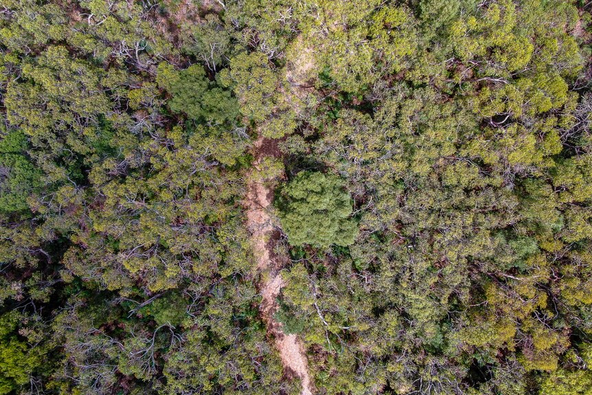 Aerial photo of a red path weaving its way through large trees.