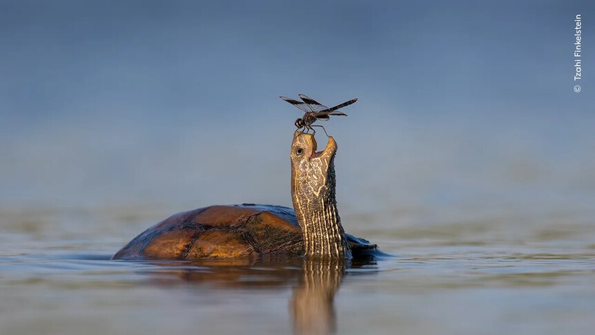 Wildlife Photographer of the Year 2023: The winning images