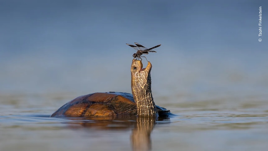 Turtle with bug on its mouth