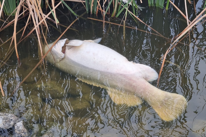 Dead Murray cod at Kangaroo Lake