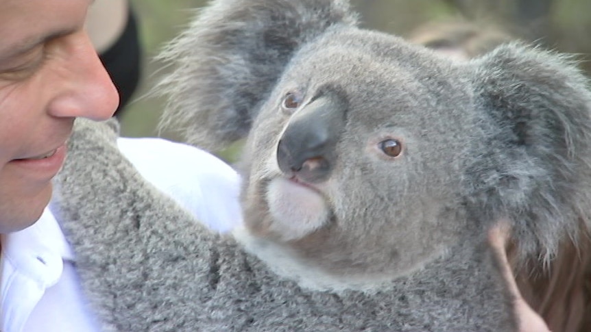 NSW Labor pledges park for koalas without chlamydia at 2018 state election