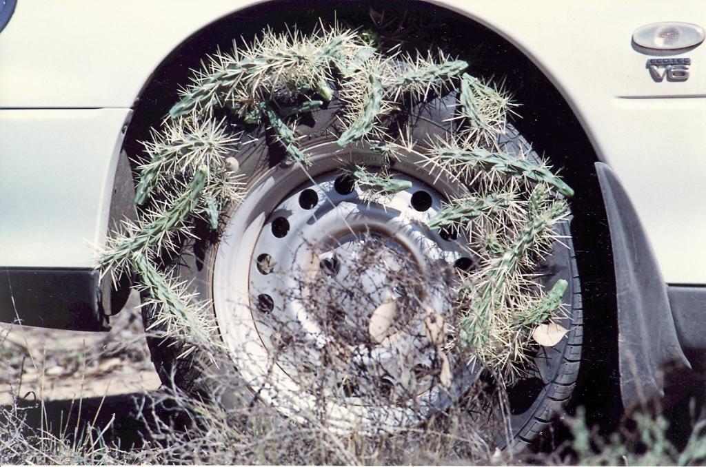 Car tyre covered in prickly cactus