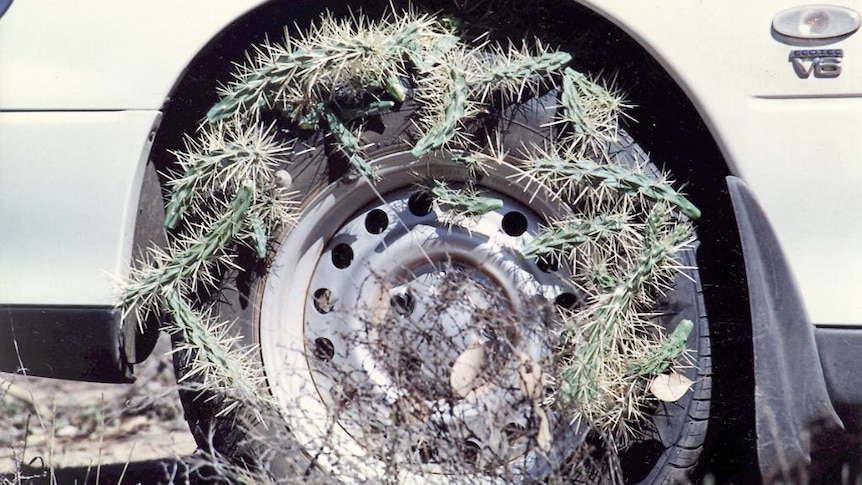 Car tyre covered in prickly cactus