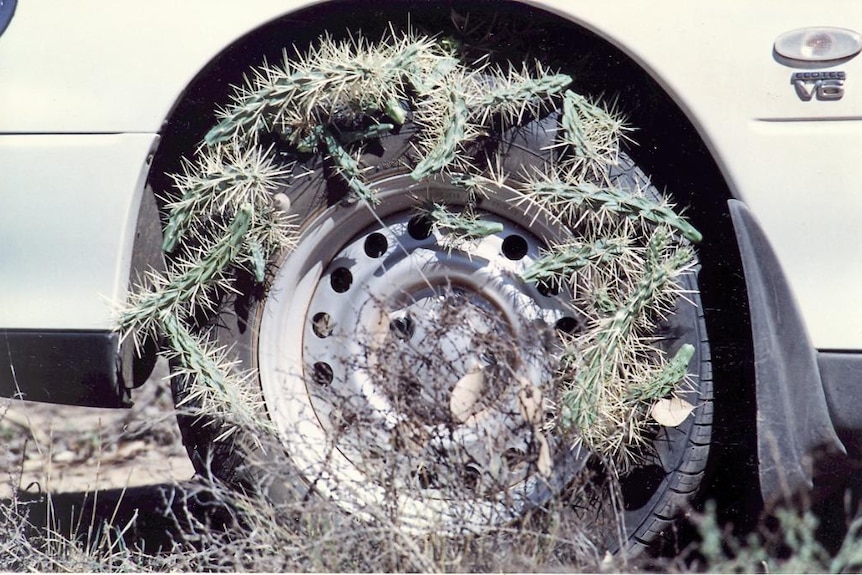 Car tyre covered in prickly cactus