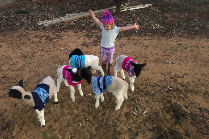Lucinda's lambs in jumpers