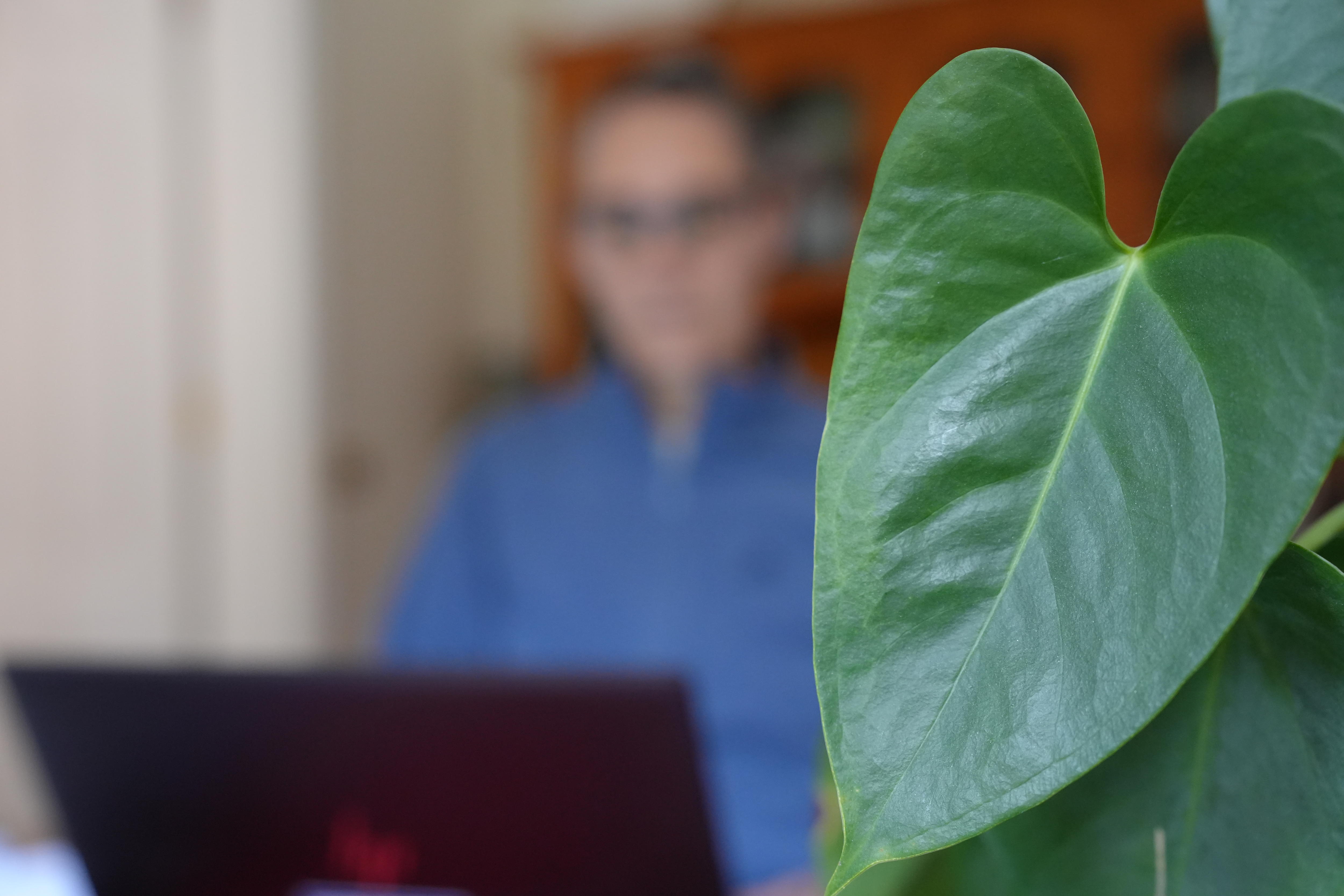 A blurred image of a woman in a blue top on her laptop. In the the foreground is a leaf. 