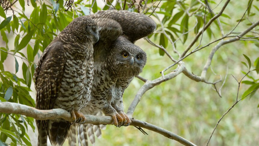 Two Powerful owls sit on a branch together in the Mount Coot-tha Reserve in Brisbane.