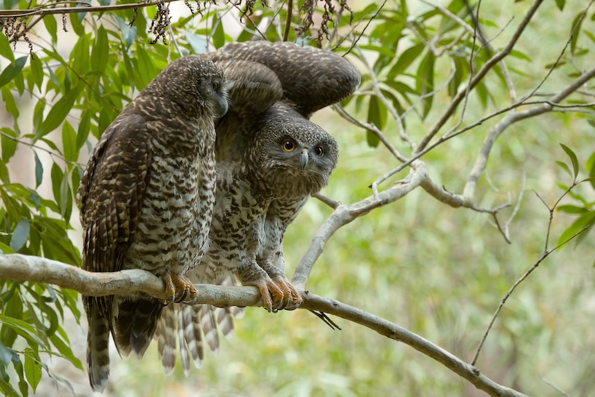 Two Powerful owls sit on a branch together in the Mount Coot-tha Reserve in Brisbane.