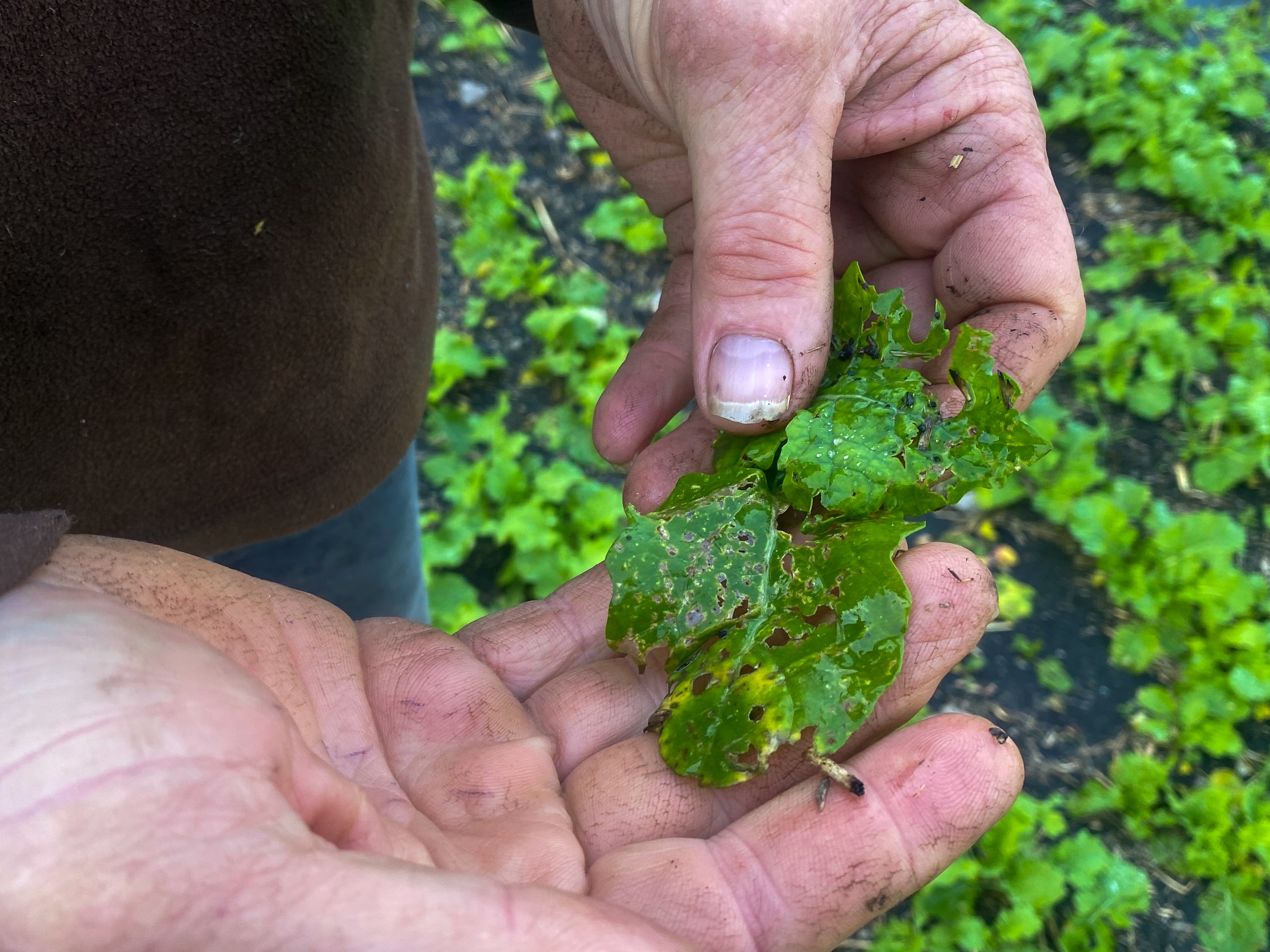 Slug numbers increase across south-eastern Australia thanks to triple ...