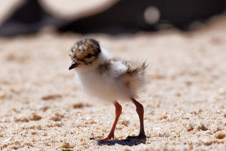 A fluffy chick with knobbly knees stands on a beach.