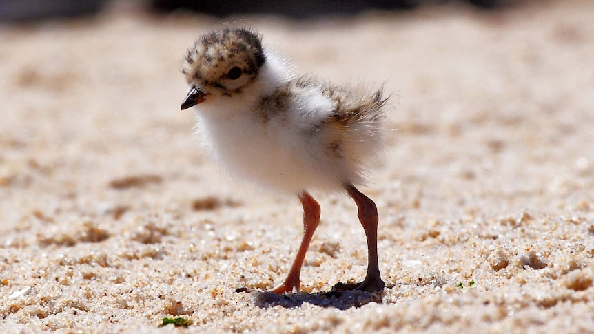 A hooded plover chick on the beach