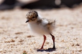 A fluffy chick with knobbly knees stands on a beach.