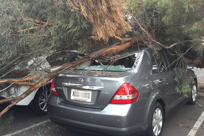 Branch across cars at Royal Park