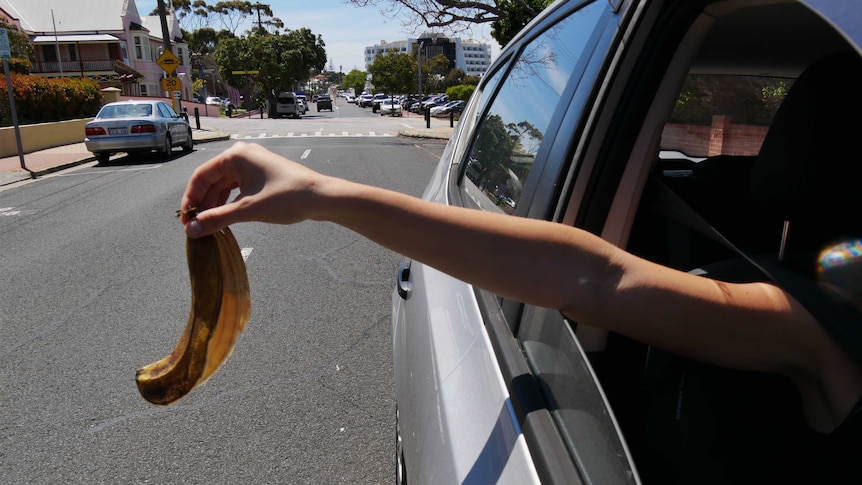 A banana peel being thrown out of a car window.