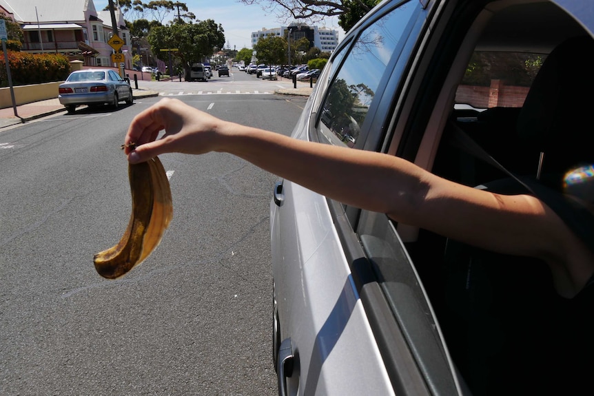 A banana peel being thrown out of a car window.