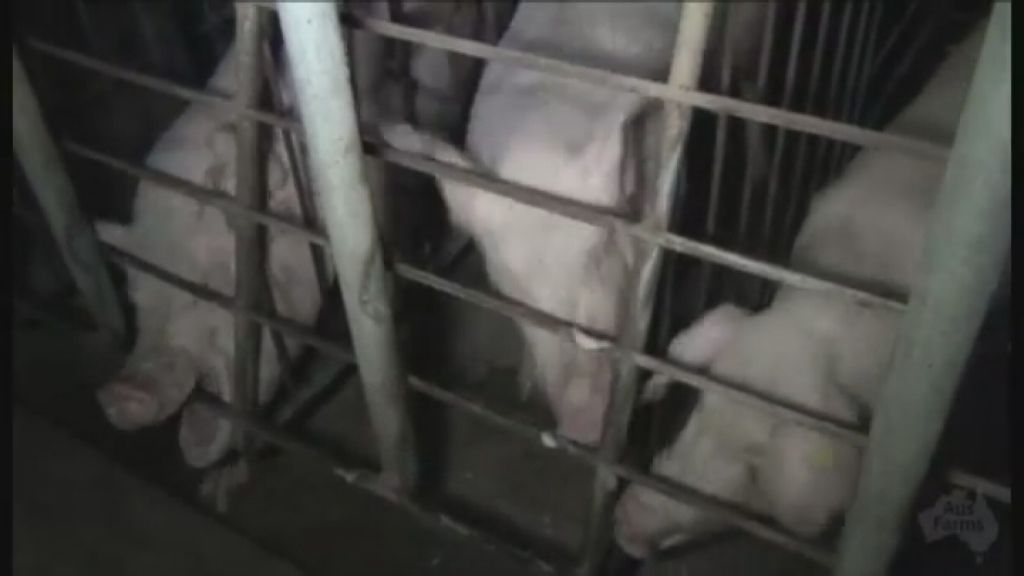 Pig farmers turn to legal tactics in battle with animal welfare groups ...