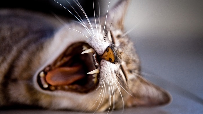 Cat lying down with an open mouth