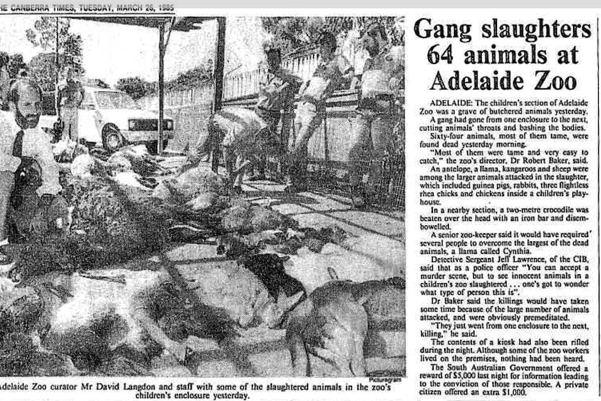 Canberra Times article of slaughtered animals