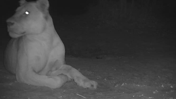 A black and white image of a lioness in the dark on the left side of the frame.