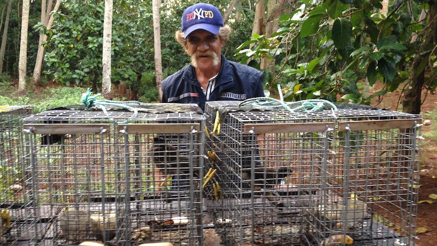 Birdman George with myna trap on the island of Atiu.