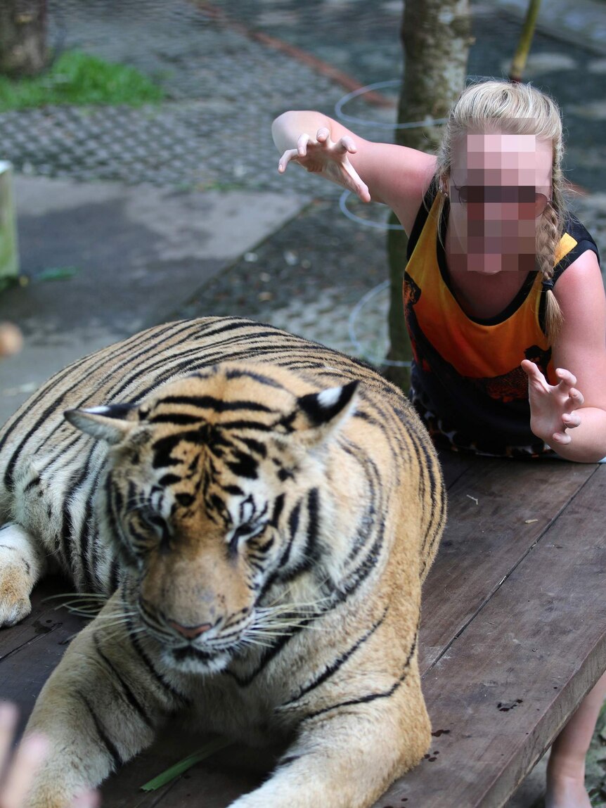 A woman poses with a tiger at an unknown tourist wildlife park.