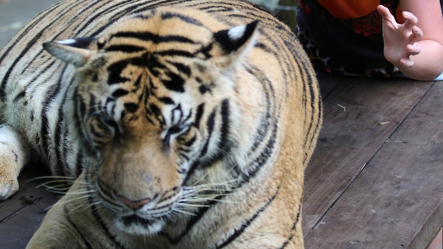 A woman poses with a tiger at an unknown tourist wildlife park.