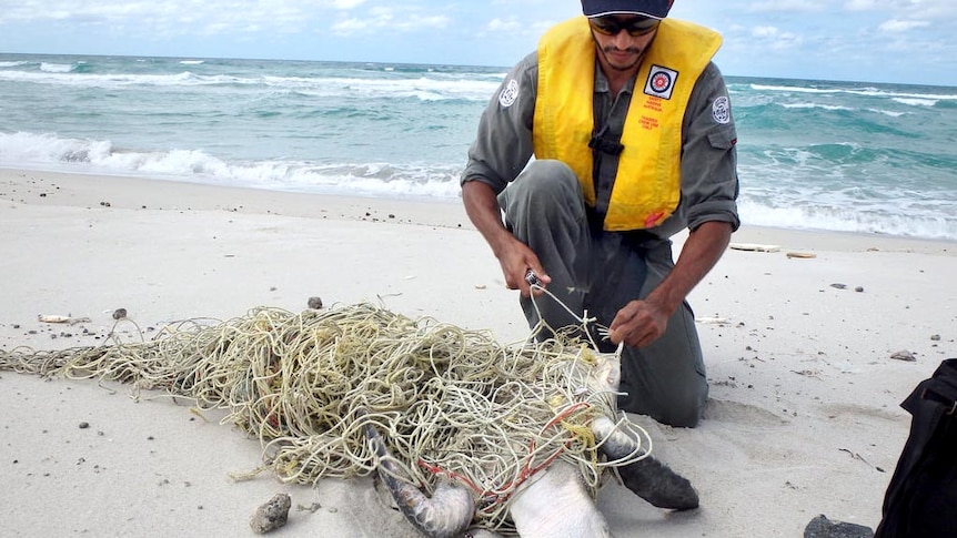 Dhimurru ranger Daryl Lacey frees a turtle from a fishing net on a beach in Arnhem Land.