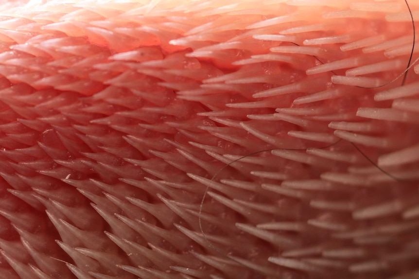 Close up of a cat tongue.