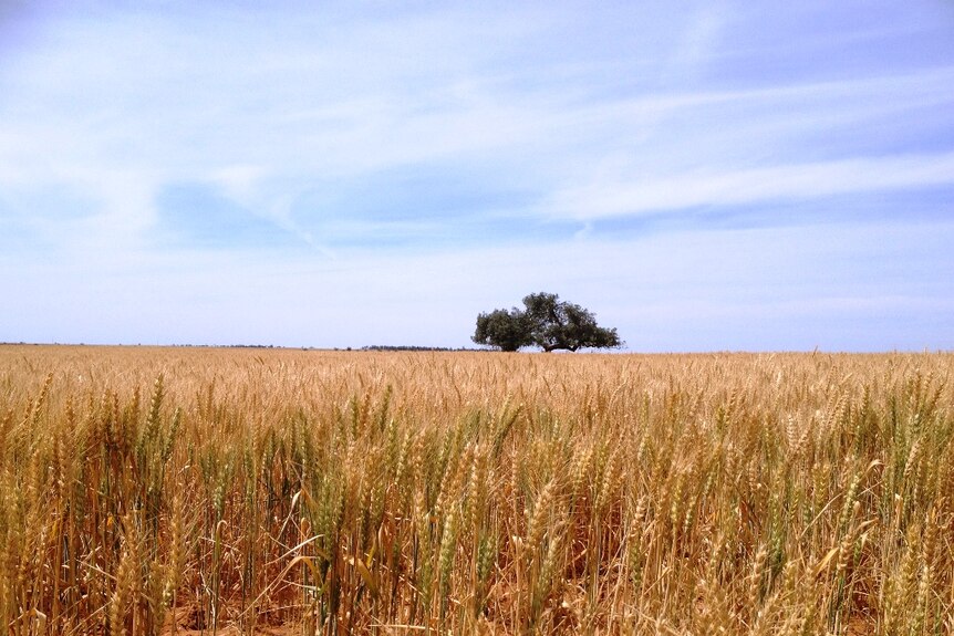 Grain paddock in the Mallee in Victoria's north-west
